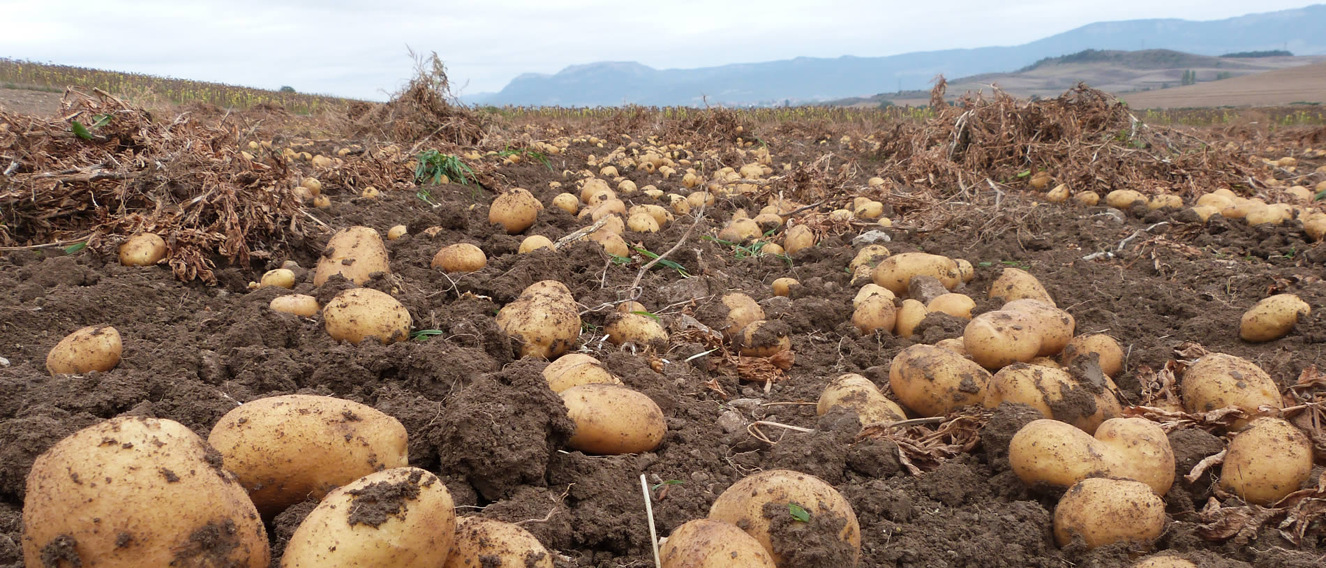 desarrollo-rural-lautada-landa-garapena-patatas-slider